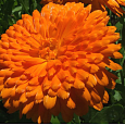 Календула пацифик Оранжевая красавица Календула пацифик Оранжевая красавица