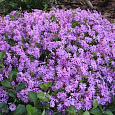 Флокс шиловидный Пёпл Бьюти Флокс шиловидный Пёпл Бьюти