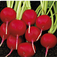 Редис Кардинал F1