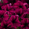 Петуния грандифлора Суперкаскад Бургунди Петуния грандифлора Суперкаскад Бургунди