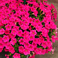 Петуния ампельная F1 Шок Вейв Роуз Петуния ампельная F1 Шок Вейв Роуз