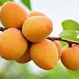 Абрикос обыкновенный Царский Абрикос обыкновенный Царский