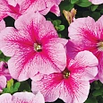 Петуния грандифлора Игл Пинк Вейн Петуния грандифлора Игл Пинк Вейн