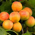Абрикос обыкновенный Хабаровский Юбилейный Абрикос обыкновенный Хабаровский Юбилейный