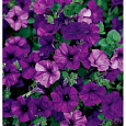 Петуния ампельная F1 Вейв Блю Петуния ампельная F1 Вейв Блю