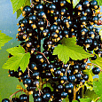 Смородина черная Экзотика