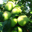 Яблоня Мартовское Яблоня Мартовское