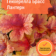 Гейхерелла Брасс Лантерн Гейхерелла Брасс Лантерн