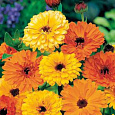 Календула низкорослая Пигми смесь окрасок Календула низкорослая Пигми смесь окрасок