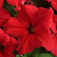 Петуния грандифлора Суперкаскад Ред Петуния грандифлора Суперкаскад Ред