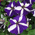 Петуния грандифлора Тритуния Блю Стар Петуния грандифлора Тритуния Блю Стар