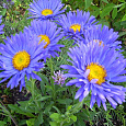 Астра альпийская Голубая Астра альпийская Голубая
