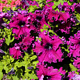 Петуния бахромчатая Афродита пурпурная Петуния бахромчатая Афродита пурпурная