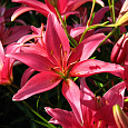 Лилия ла-гибрид Индиан Саммерсет Лилия ла-гибрид Индиан Саммерсет