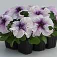 Петуния грандифлора Призм Блекберри Сандай Петуния грандифлора Призм Блекберри Сандай