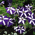 Петуния грандифлора Тритуния Блю Стар Петуния грандифлора Тритуния Блю Стар
