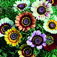 Хризантема килеватая Смесь окрасок Хризантема килеватая Смесь окрасок