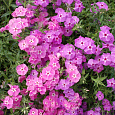 Флокс друммонда Красотка в розовом Флокс друммонда Красотка в розовом
