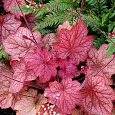 Гейхера гибридная Georgia Peach Гейхера гибридная Georgia Peach