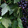 Смородина черная Дачница