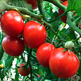 Томат Финиш Томат Финиш