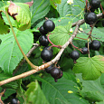 Смородина черная Гармония