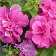 Петуния махровая	Дабл каскад пинк Петуния махровая	Дабл каскад пинк