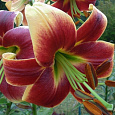 Лилия ОТ-гибрид Ред Морнинг Лилия ОТ-гибрид Ред Морнинг