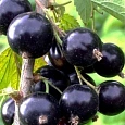 Смородина черная Ксюша