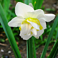 Нарцисс White lion Нарцисс White lion