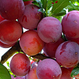 Алыча  Красный шар Алыча  Красный шар