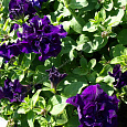 Петуния махровая многоцветковая Дуо блю Петуния махровая многоцветковая Дуо блю