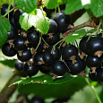 Смородина черная Петербурженка