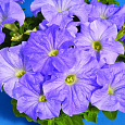 Петуния грандифлора Аладдин Скай Блю Петуния грандифлора Аладдин Скай Блю
