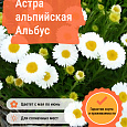 Астра альпийская Альбус Астра альпийская Альбус