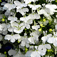Лобелия плетистая Белый фонтан