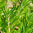 Розмарин