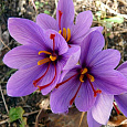 Крокус Ботанический Sativus