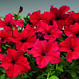 Петуния Пламя Петуния Пламя