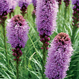 Лиатрис колосковый