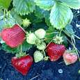 Земляника садовая Флорин Земляника садовая Флорин