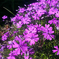 Флокс шиловидный Пёпл Бьюти Флокс шиловидный Пёпл Бьюти