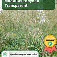 Молиния голубая Transparent