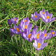 Крокус Ботанический Barr's purple