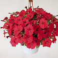 Петуния ампельная Саксесс Ред Петуния ампельная Саксесс Ред
