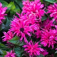 Монарда (Дикий бергамот) гибридная Cranberry Lace