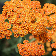 Тысячелистник Terracotta