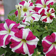 Петуния крупноцветковая Танго Розовая с белой звездой Петуния крупноцветковая Танго Розовая с белой звездой
