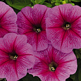 Петуния ампельная Саксесс Пинк Вейн Петуния ампельная Саксесс Пинк Вейн