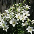 Лилия азиатская Йети Лилия азиатская Йети